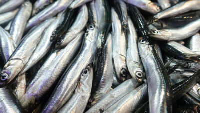 Bakanlıktan ‘hamsi’ açıklaması! 10 gün yasak getirildi