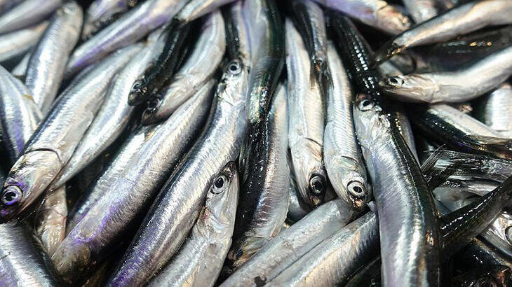 Bakanlıktan ‘hamsi’ açıklaması! 10 gün yasak getirildi