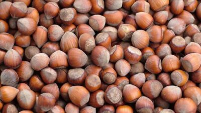 Ticaret borsalarında 351 bin tonun üzerinde fındık işlem gördü