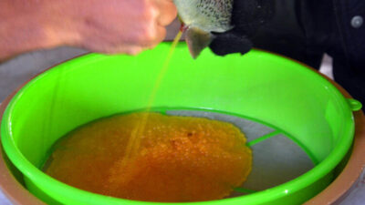 Dünya Muş’tan almak için sıraya girdi!