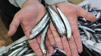 Hamsi avı yasağının 1 yıl uzatılması çağrısı