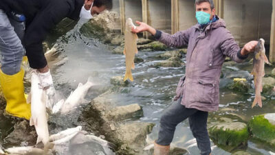 Göreni dehşete düşürdü! ‘Bu resmen katliam’