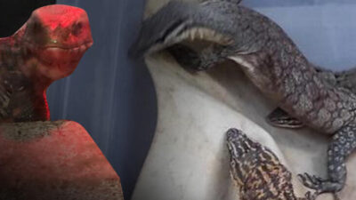 Alımı da satışı da yasak! Baskında ortaya çıktı