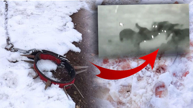 Kan izlerini gördü, kamerayı izledi! Korkunç an Kan izlerini gördü, kamerayı izledi! Korkunç an