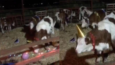 Görüntü Bursa’dan.. Yeni yıla inekleriyle girdi