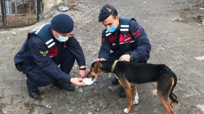 Bursa’da köpek tüfekle vuruldu