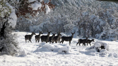 Yer: Bursa… En şanslı geyikler!
