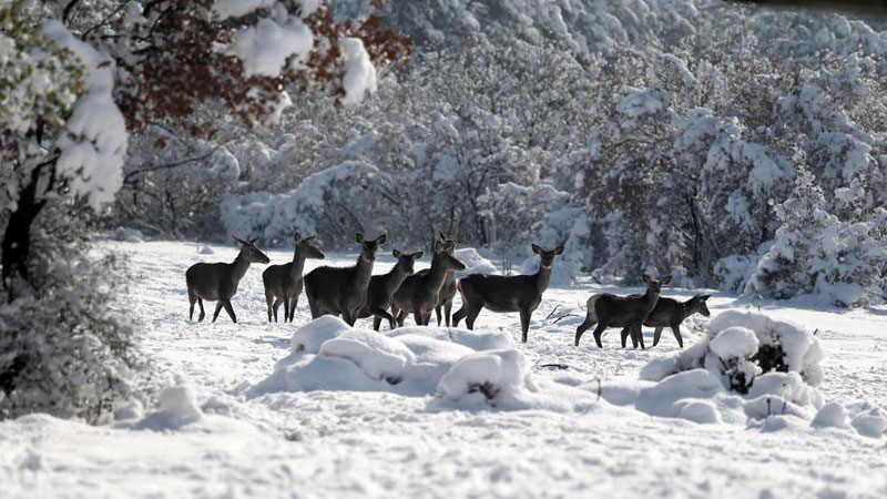Yer: Bursa… En şanslı geyikler!