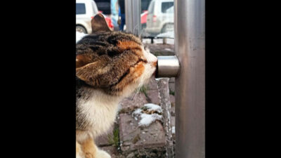 Susuz kalan kedinin buzu yalaması objektiflere yansıdı