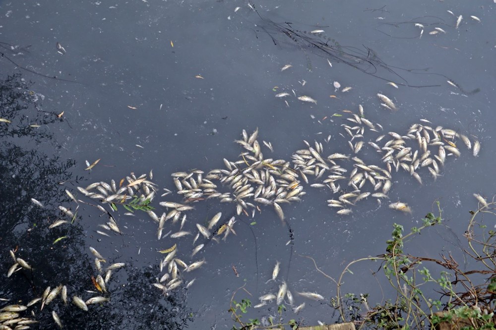 Köpüren ve kötü kokan derede binlerce balık telef oldu