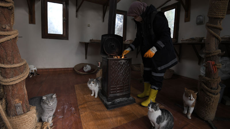 Sahipsiz kedilerin villa keyfi