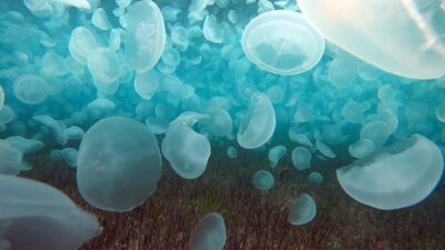 Çanakkale Boğazı’nda ürkütücü görüntü! ‘Normal bir durum değil’