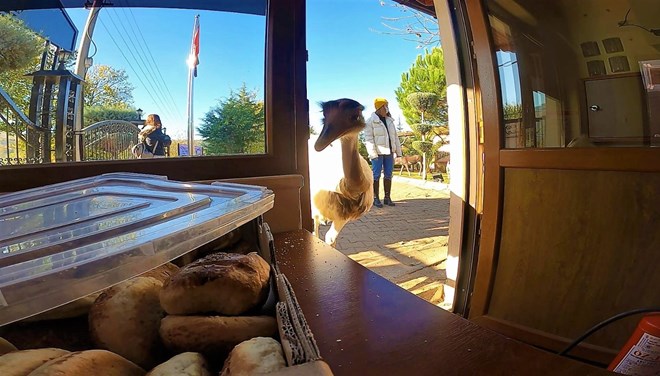 Hırsız deve kuşu çıktı Hırsız deve kuşu çıktı