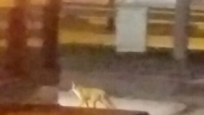 Bursa’da aç kalan tilki şehir merkezine indi