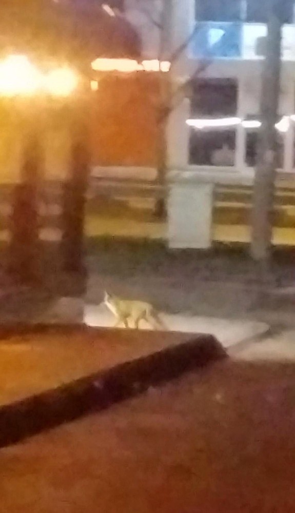 Bursa’da aç kalan tilki şehir merkezine indi Bursa’da aç kalan tilki şehir merkezine indi