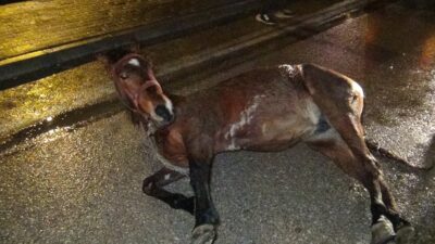 Bursa’da başıboş at kazaya neden oldu