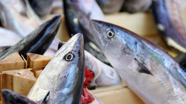 Soğuk hava balık fiyatlarına yansıdı Soğuk hava balık fiyatlarına yansıdı