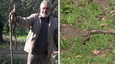 Kış ayında ortaya çıkan yılan korkuttu