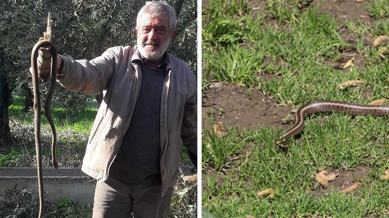 Kış ayında ortaya çıkan yılan korkuttu