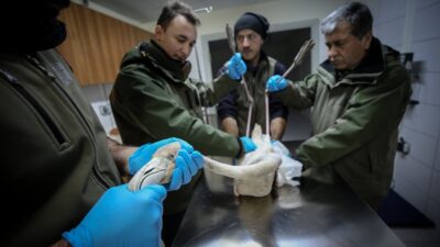 Bursa’da 314 yaban hayvan tedavi edilip tabiata salındı