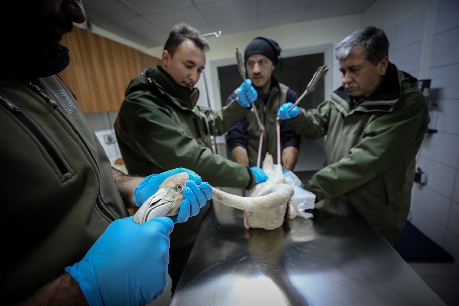 Bursa’da 314 yaban hayvan tedavi edilip tabiata salındı