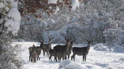 Bursa’daki kızıl geyiklere özel yem takviyesi