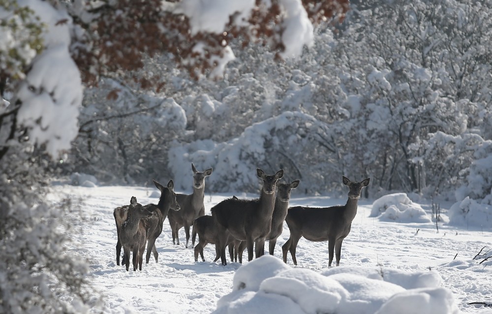 Bursa’daki kızıl geyiklere özel yem takviyesi