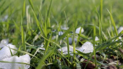 Kar yağışı Trakya çiftçisinin yüzünü güldürdü