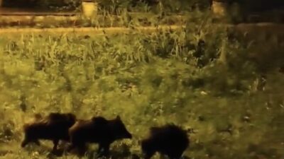 Aç kalan domuz sürüsü şehre indi!