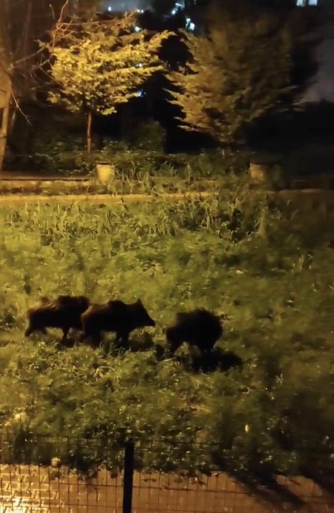 Aç kalan domuz sürüsü şehre indi! Bursalı vatandaşlar kayda aldı