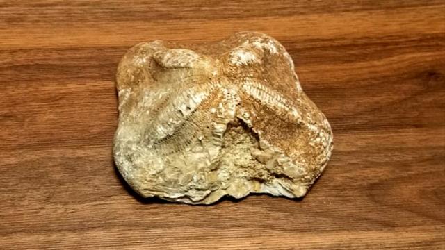 2 milyon yaşındaki denizyıldızı fosili ele geçirildi