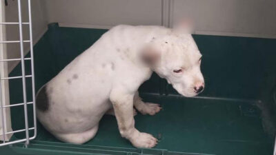 Köpeğinin kulaklarını kesen kişiye 11 bin lira ceza