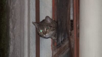 Bursa’da kedi kurtarma operasyonu