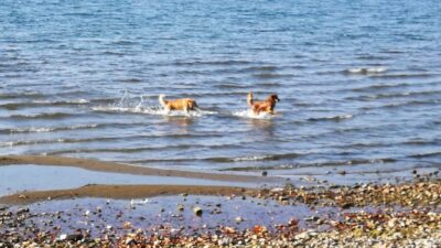 İznik sahilinin tadını onlar çıkardı