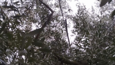 Bursa’da hırsızlar köyün telefon kablolarını çaldı! Öğrenciler mağdur oldu