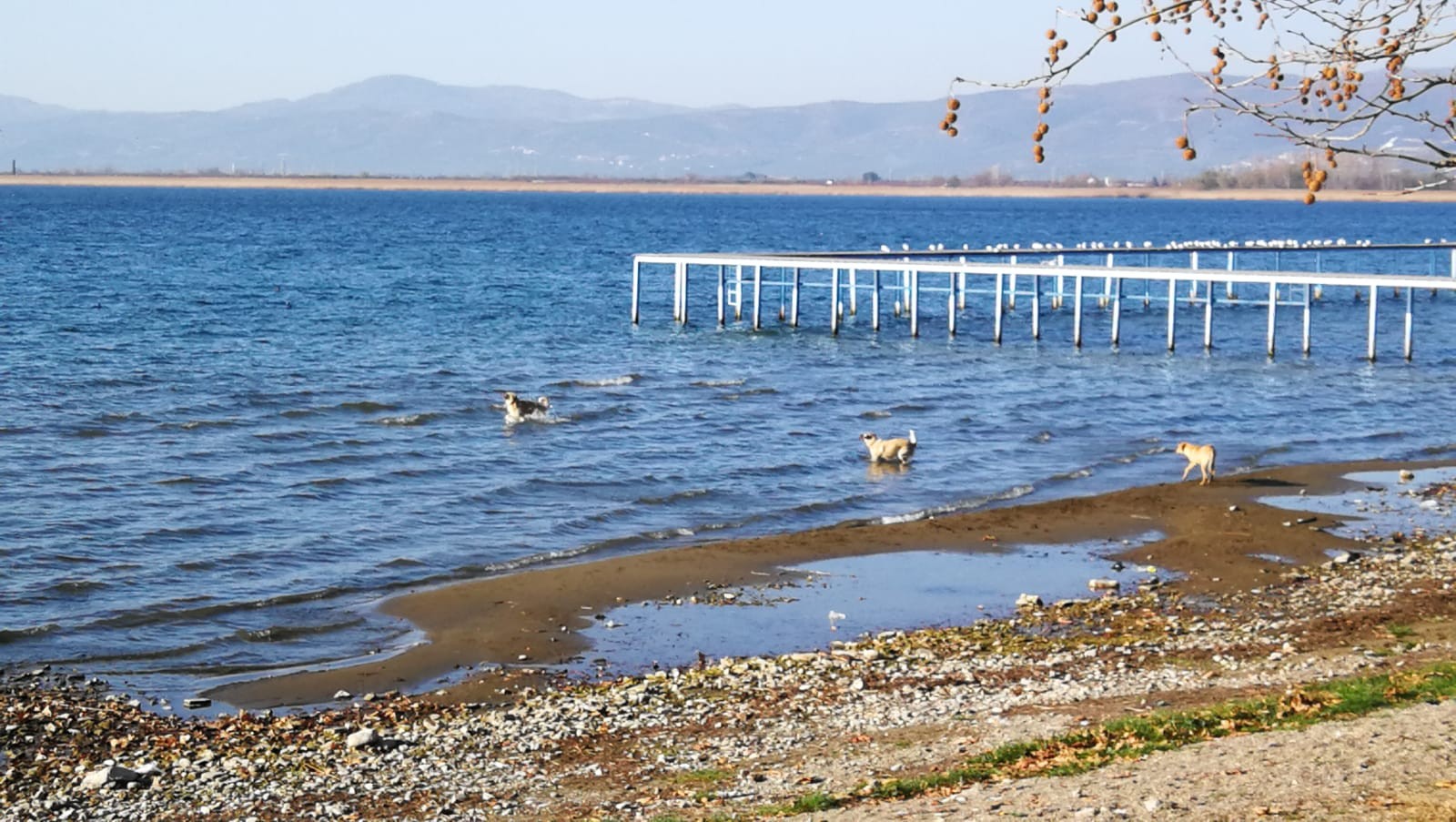 İznik sahilleri onlara kaldı! İznik sahilleri onlara kaldı!