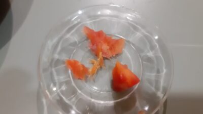 Bursa’da akıllara durgunluk veren olay! Domatesin içinden çıkanı görünce şok oldu