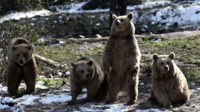 Türkiye’de sadece Bursa’da! Kış geldi ama…