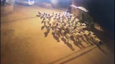 Çalınan koyunlara sıra dışı takip