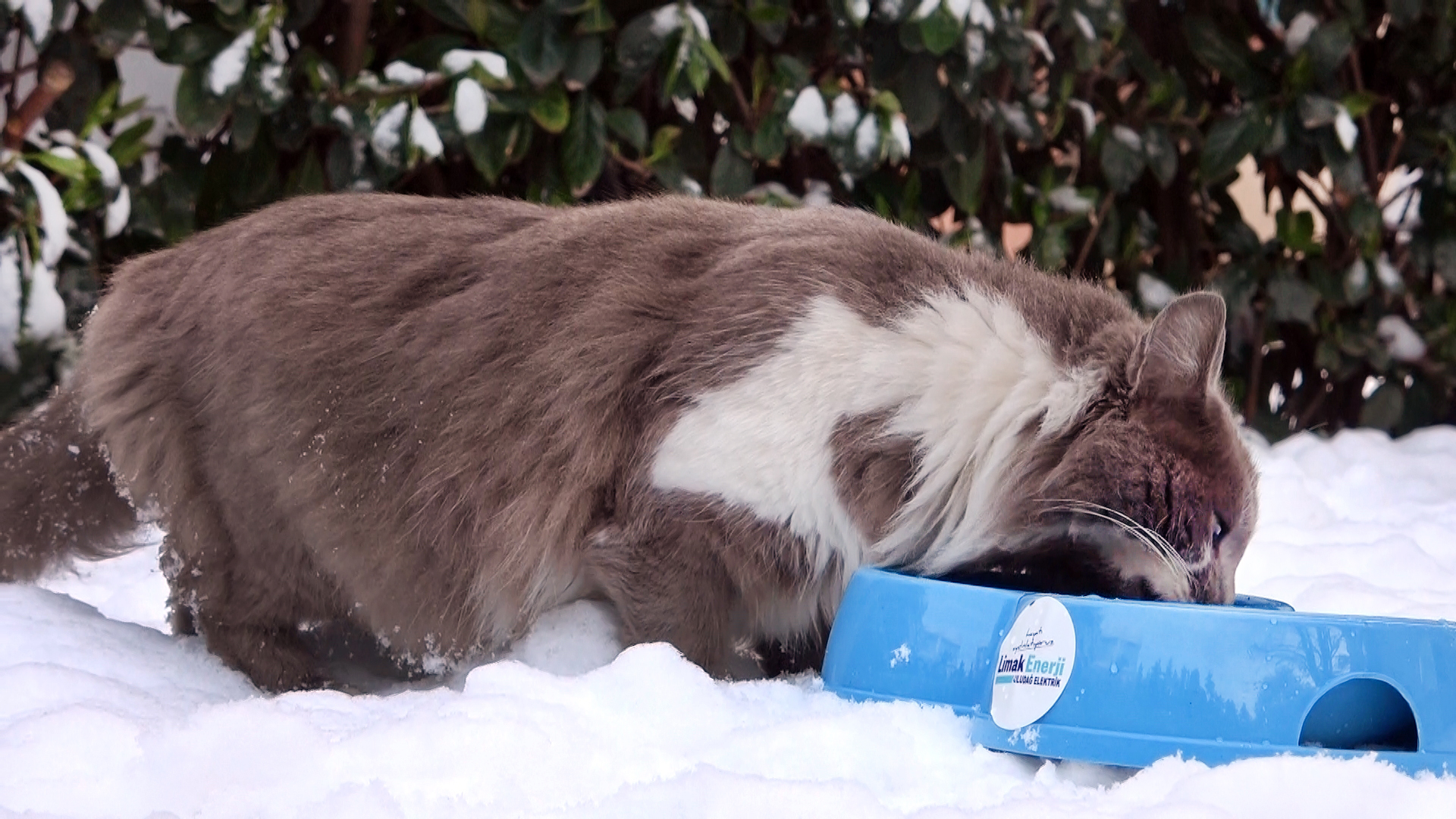 Limak Enerji kış aylarında da sevimli dostların yanında