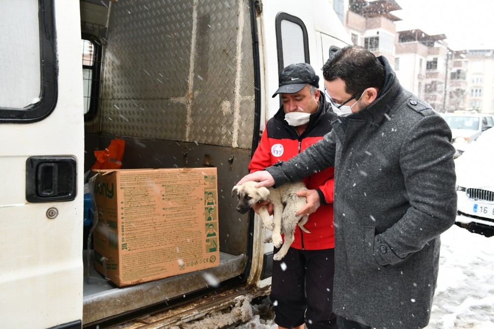 Mustafakemalpaşa’da can dostları için seferberlik