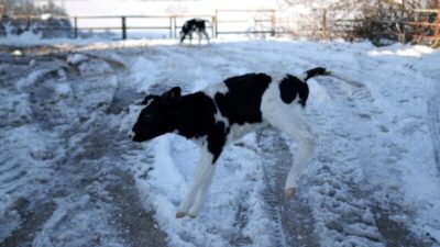 Bursa’da dünyaya gözlerini yeni açan buzağılar karla tanıştı