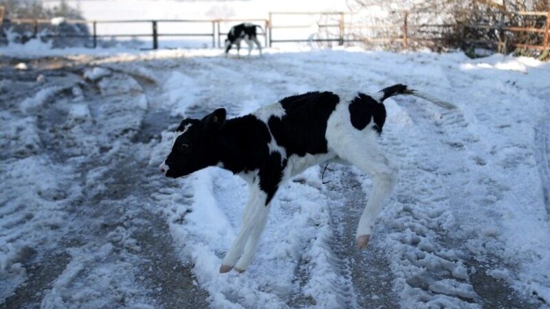 Bursa’da dünyaya gözlerini yeni açan buzağılar karla tanıştı