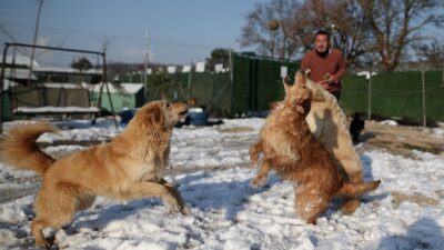Bursa’da köpeklerin karda oynaması tebessüm ettirdi