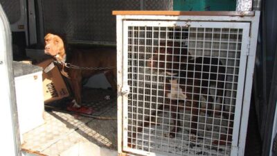 Ahıra giren 2 pitbull, koyun ve kuzuları telef etti