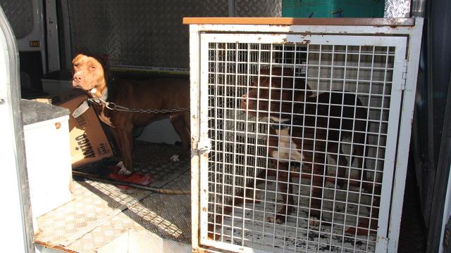 Ahıra giren 2 pitbull, koyun ve kuzuları telef etti