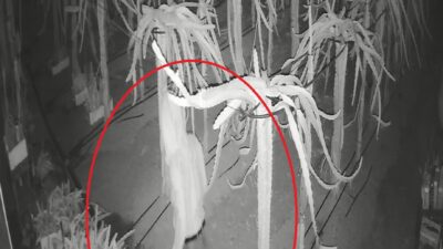 İsyan etti: ‘Tedarik edemezsem 150 bin liralık mahsul zarar görecek’