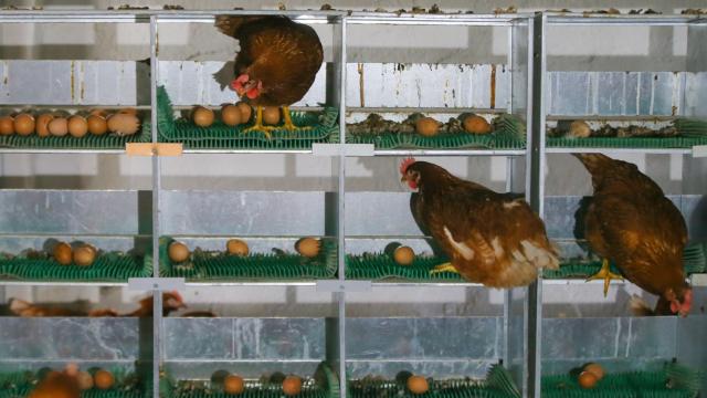 Yumurta üretimi Kasım 2020’de yüzde 0,9 azaldı