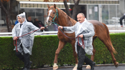 TİGEM’den satılık tay…