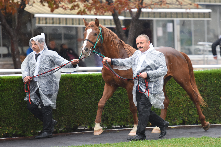TİGEM’den satılık tay… TİGEM’den satılık tay…